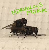 MARVELOUS MARK- "Buzzin" LP