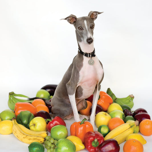 SHELLAC- "Excellent Italian Greyhound" LP